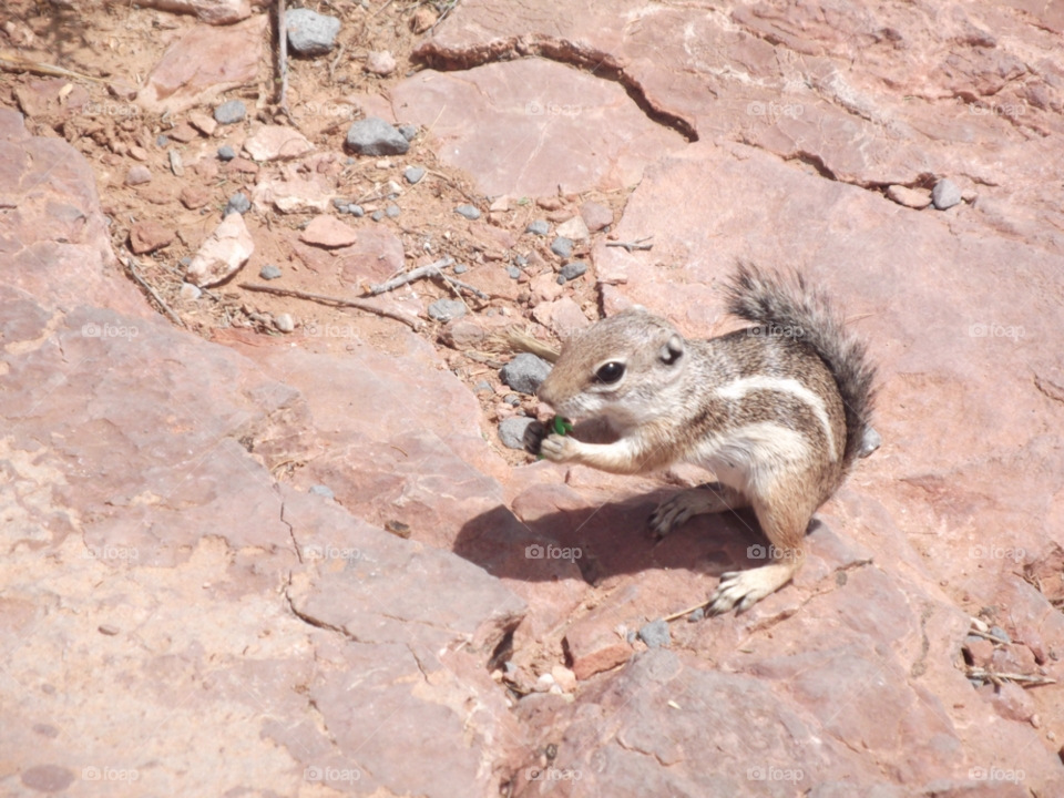Nature, No Person, Wildlife, Outdoors, Ground