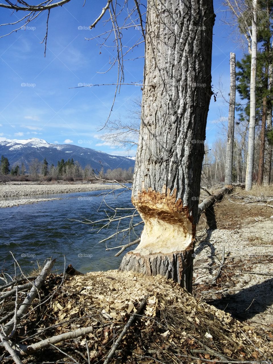 Beaver chewed tree.