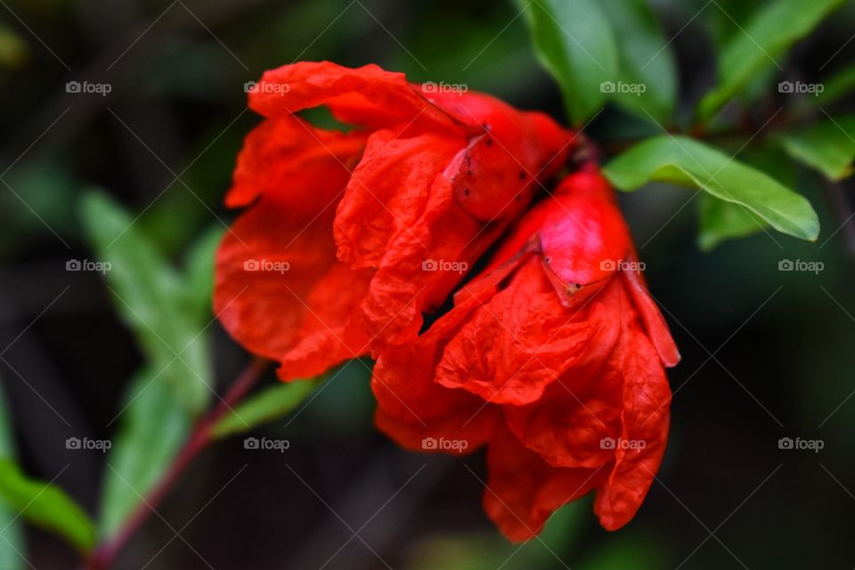 Red flowers with red tepals