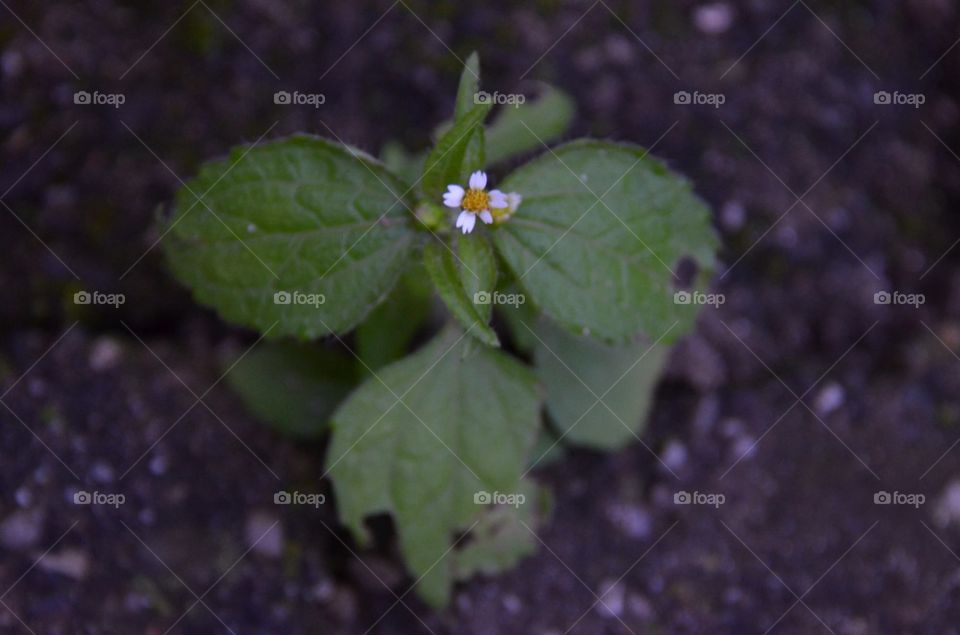 Little Last Flower In Autumn.