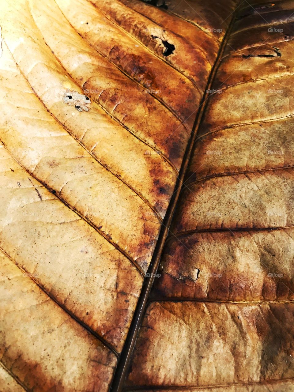 Leaf 