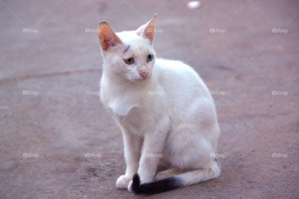 blue white cat brown by chaniaweb