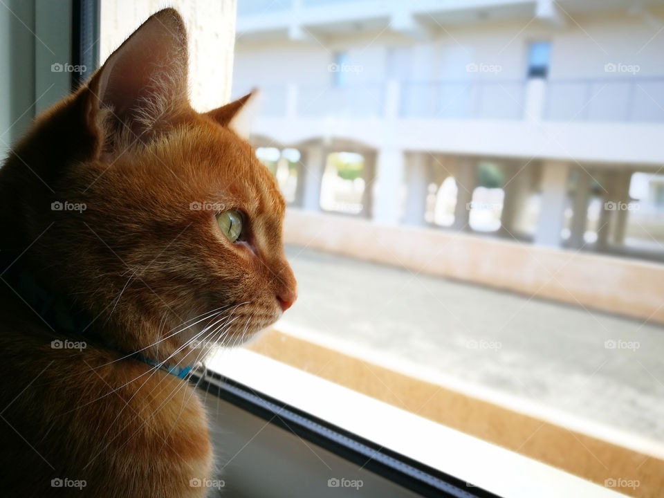 Ginger cat sitting and looking through the window.