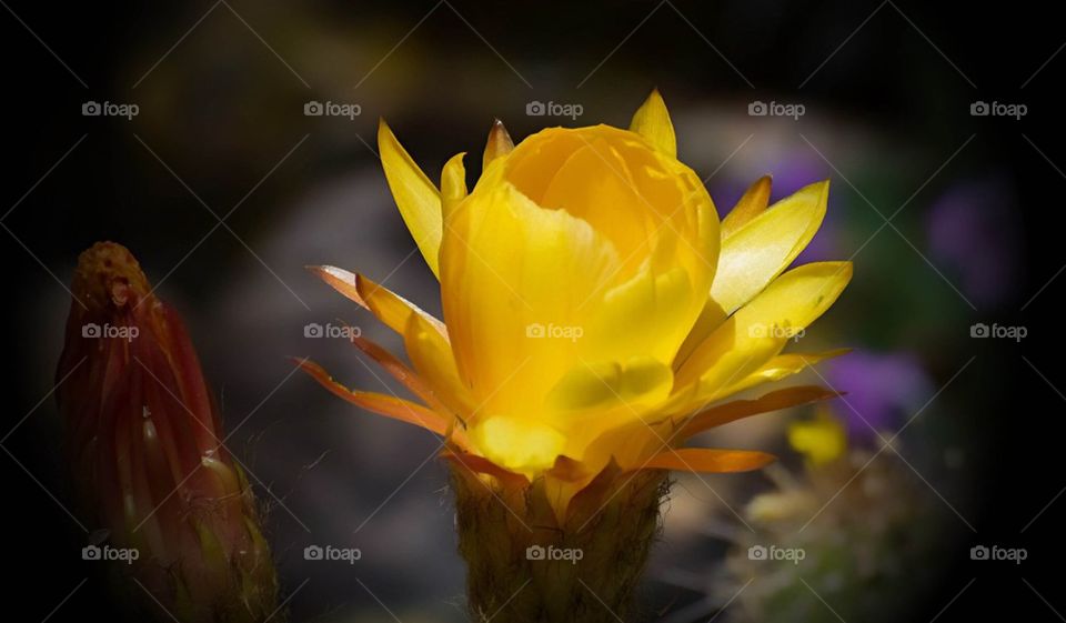 Yellow cactus flower 