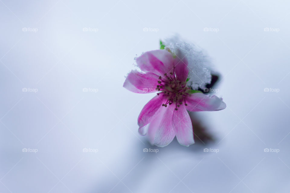 tiny winter flower