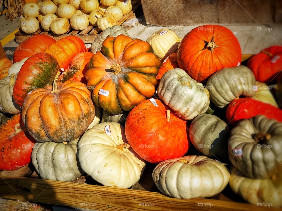 Pumpkins 