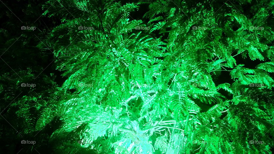 lighted tree in night