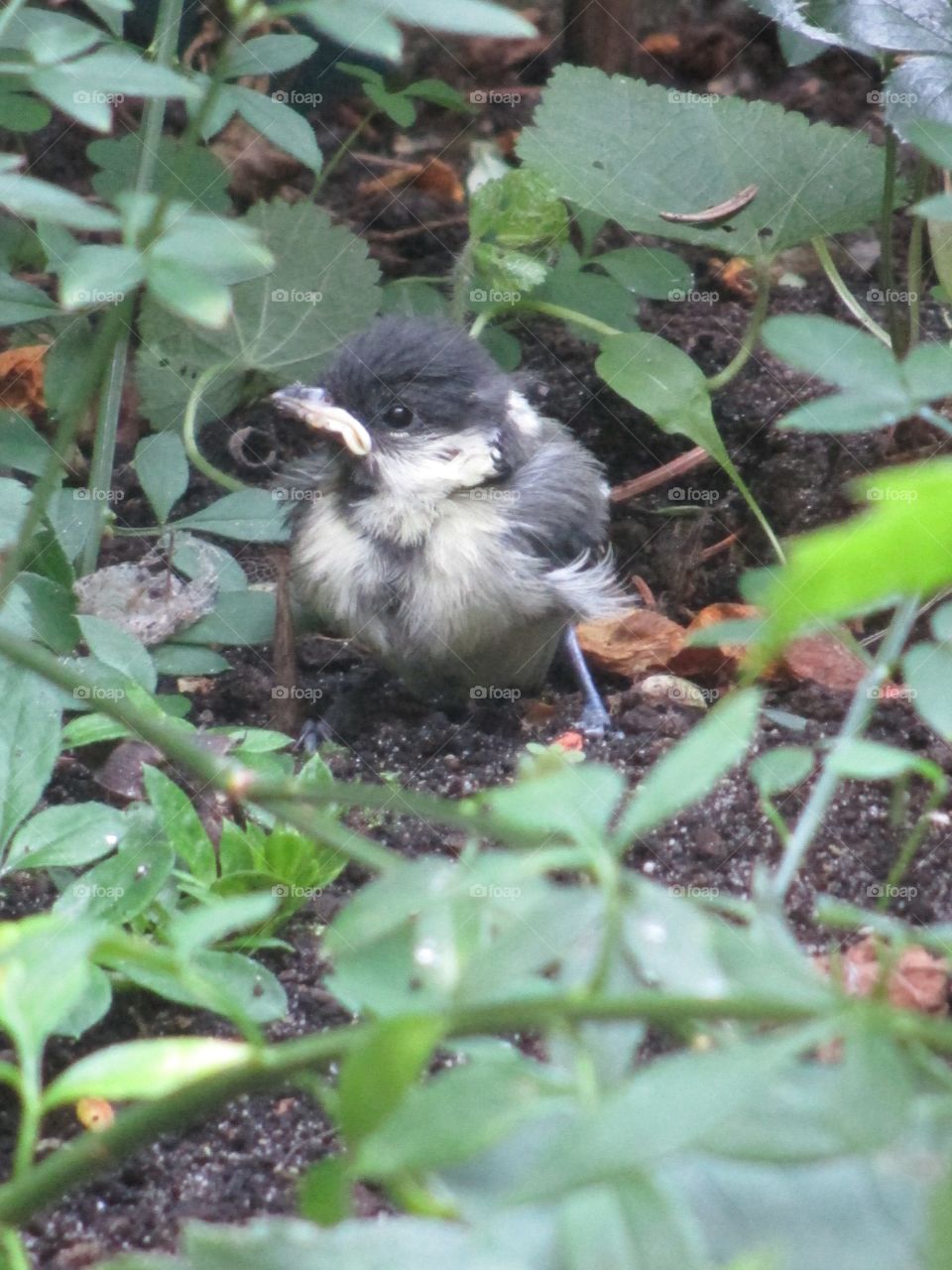 Wildlife in the city, a young tit