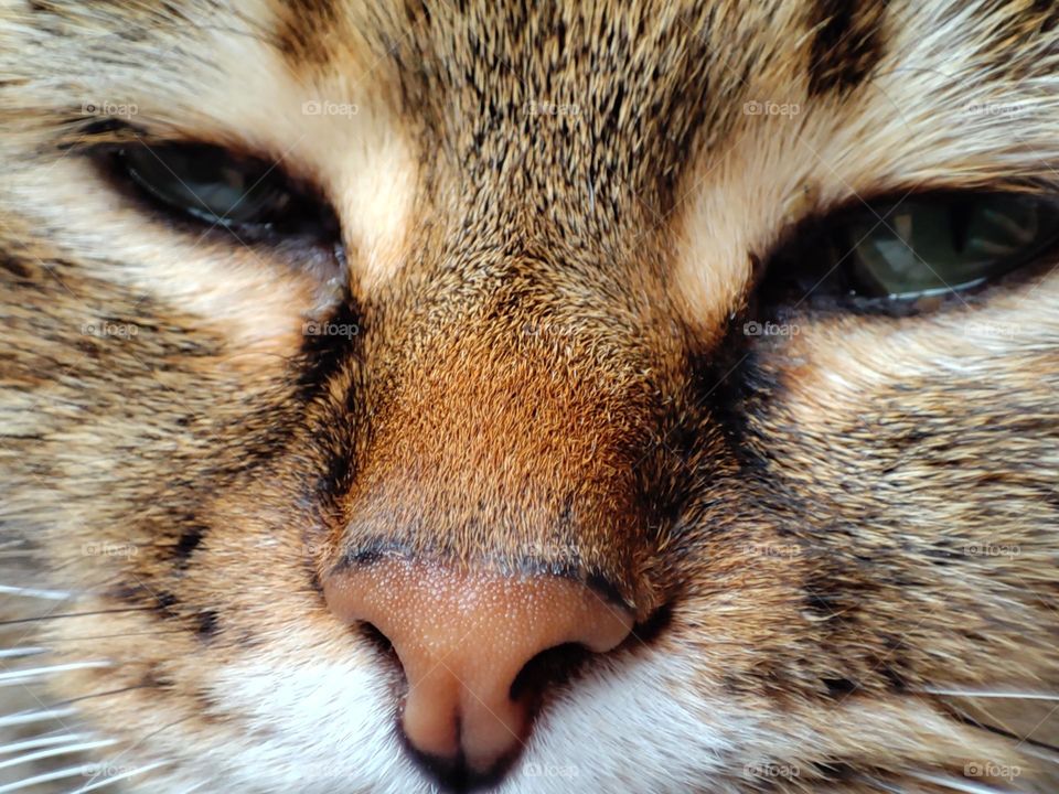 A beautiful close-up photo of a sleeping cat with a cute face, nose, eyes and whiskers