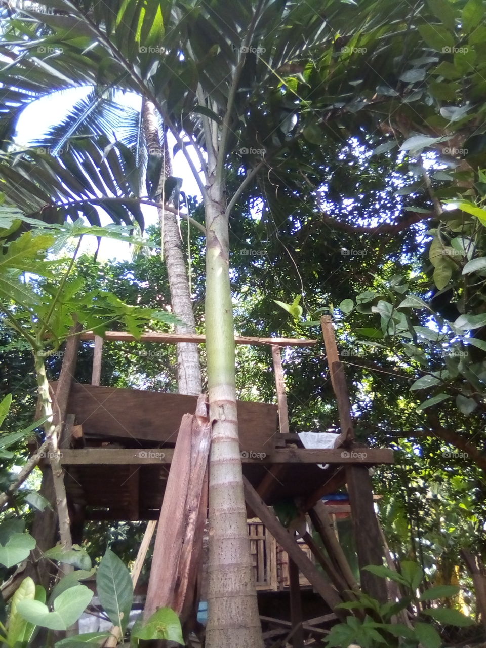 palm tree in the mountain