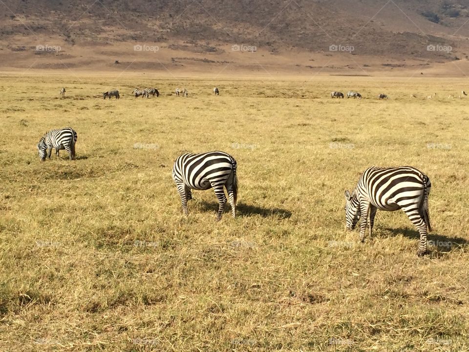 Zebras in a row
