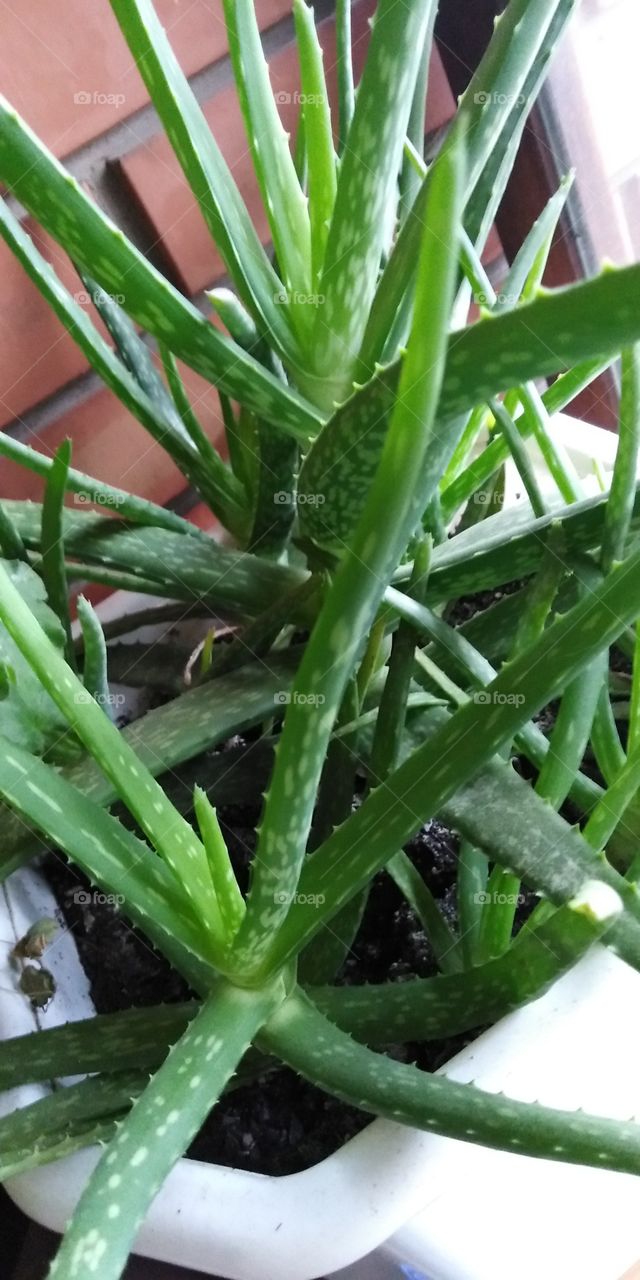 Aloe plant