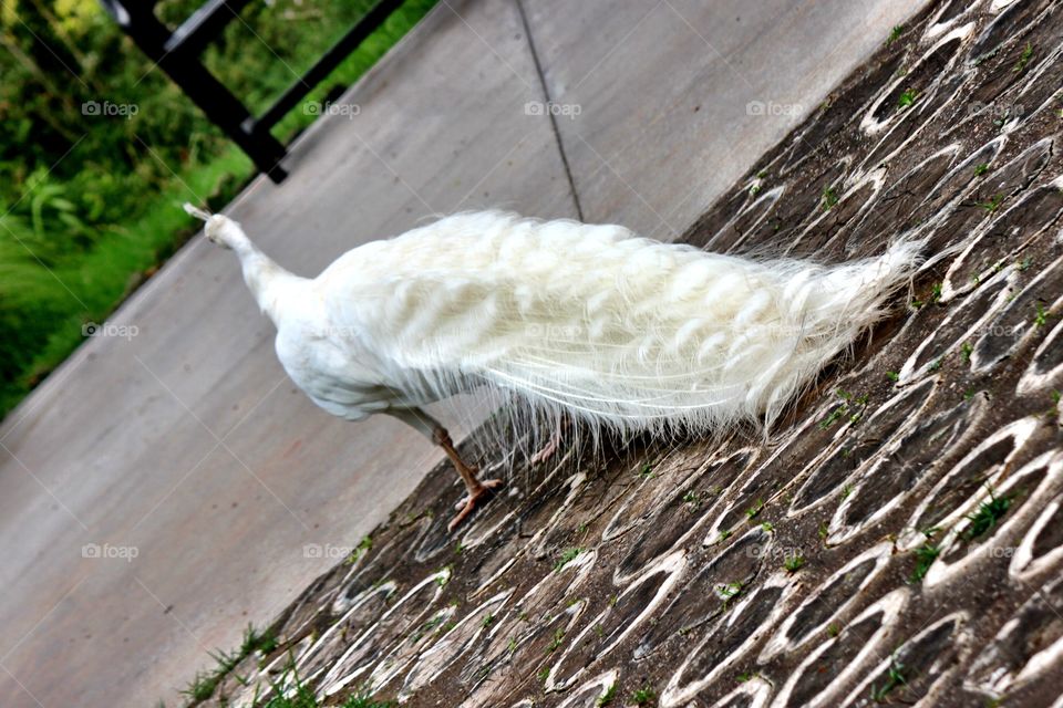 Beautiful White Peacock Train 