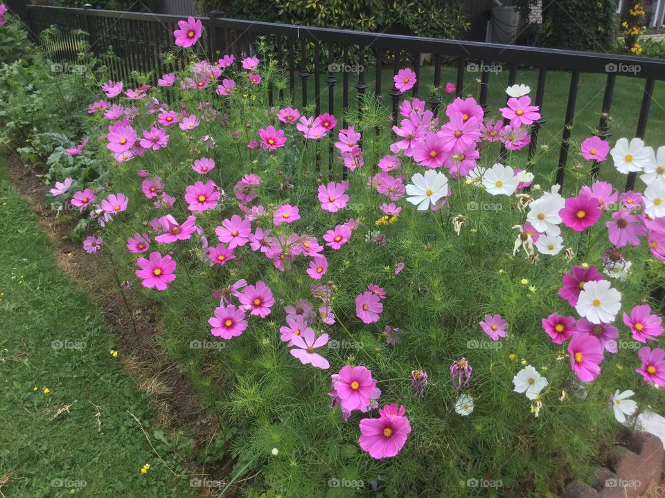 Purple Flowers in bloom 