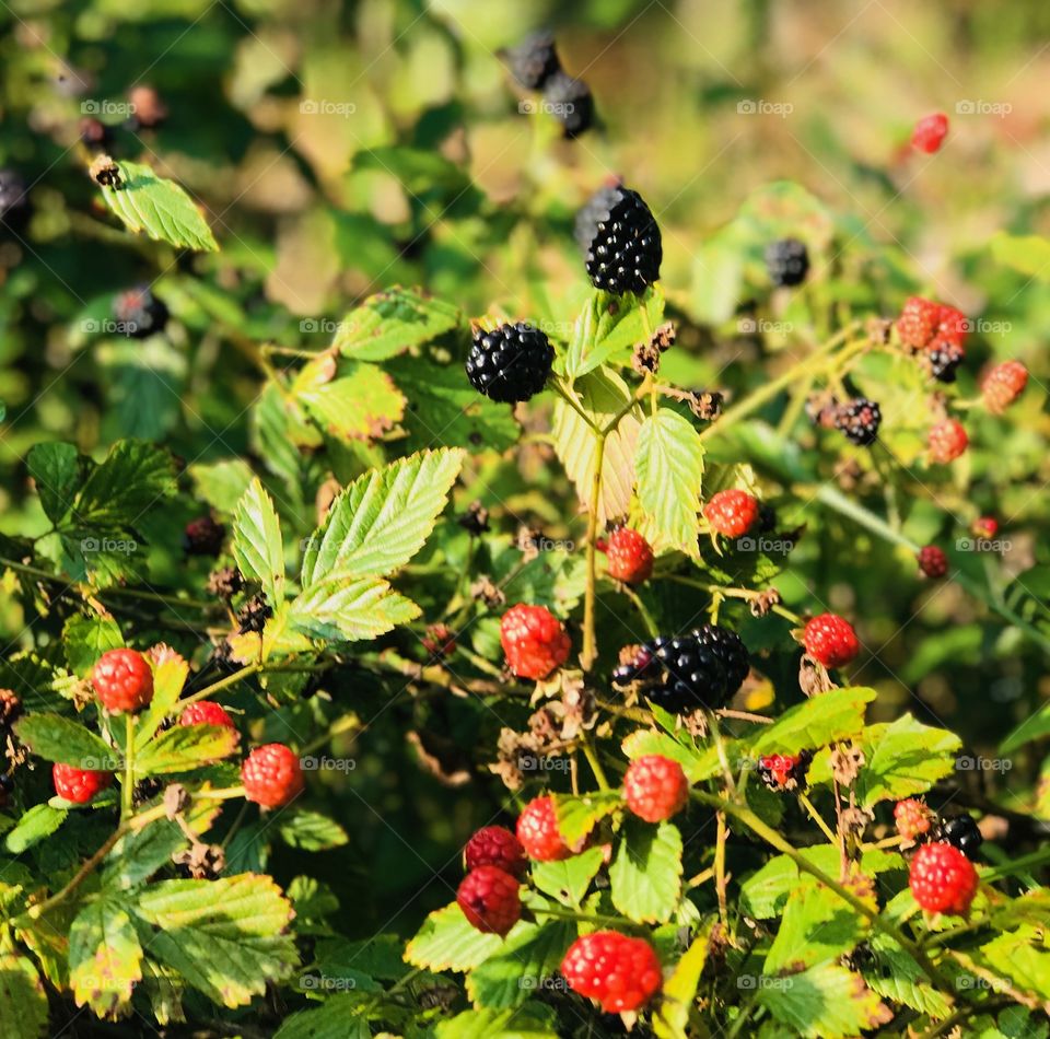 South Georgia blackberries from the woods. 