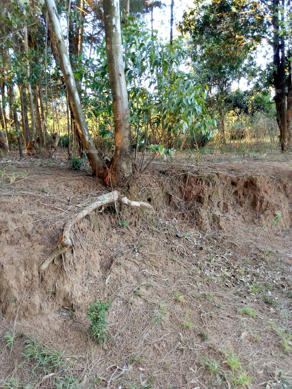 roots of a tall tree