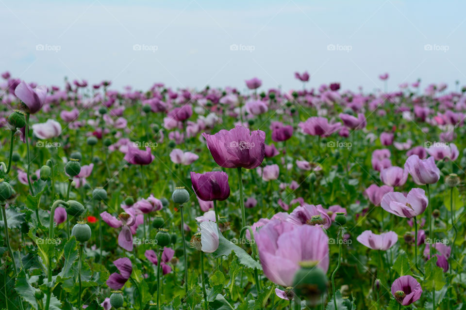 Poppy flowers blooming on field