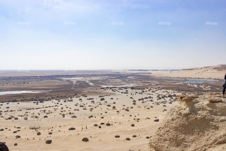 desert land of plants