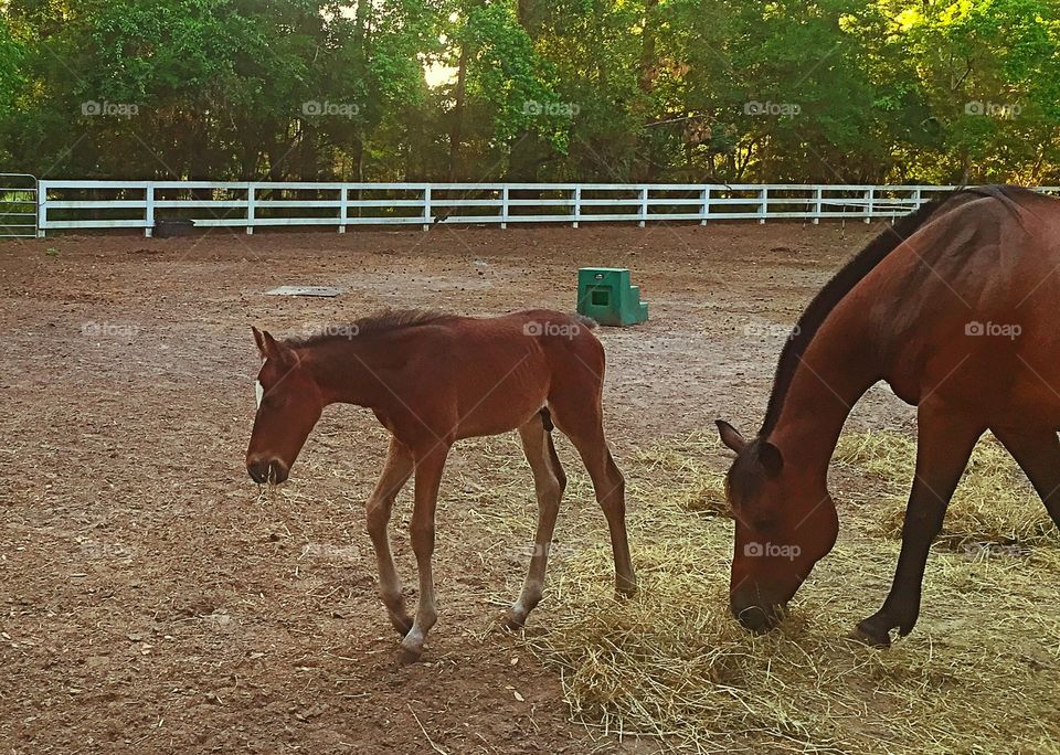 Horse grazing grass