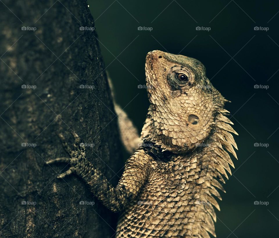 Animal photography - Reptile - Handheld shot - Natural environment 