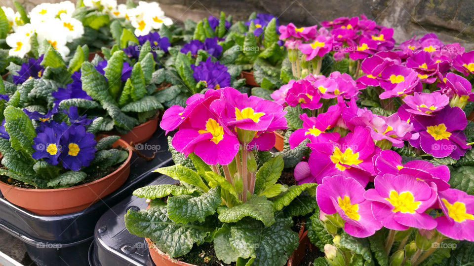 Primulas on a shop's shelf,  pink, purple, white