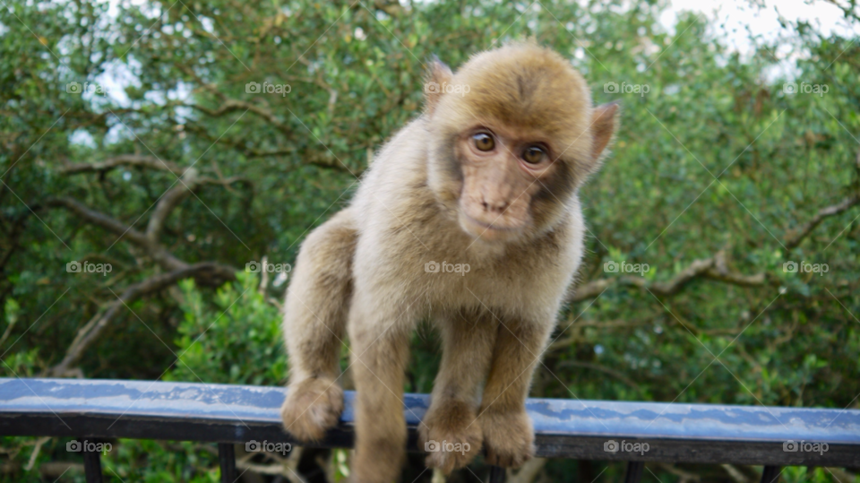 monkey ape by iodon