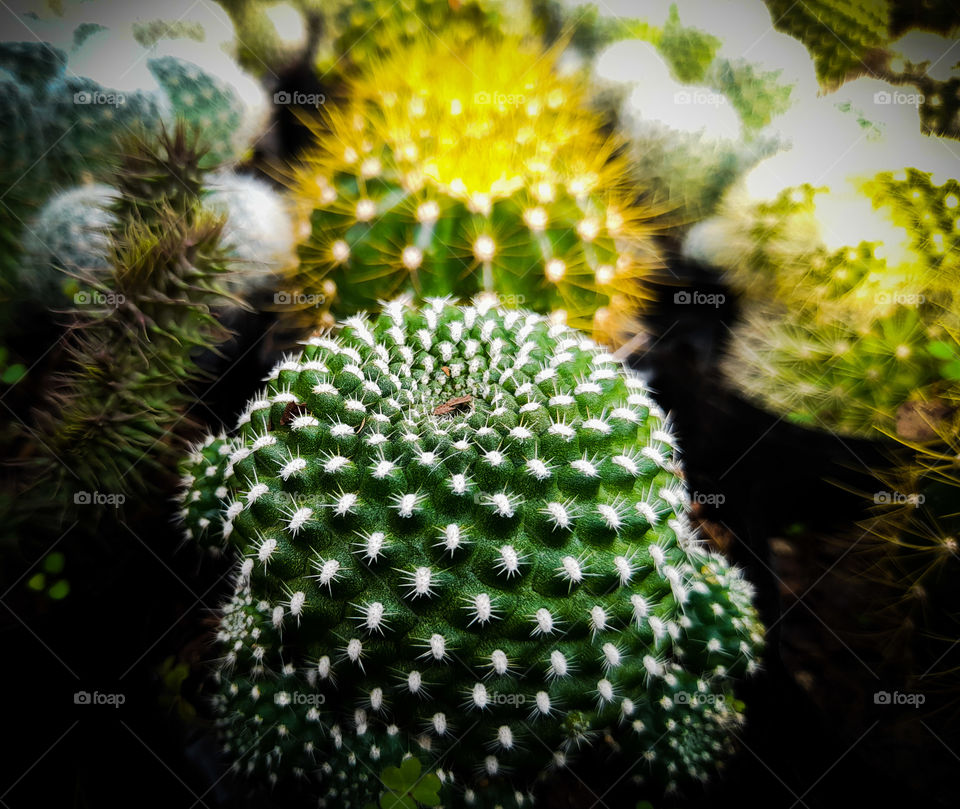 The thorns of the cactus are very fine.