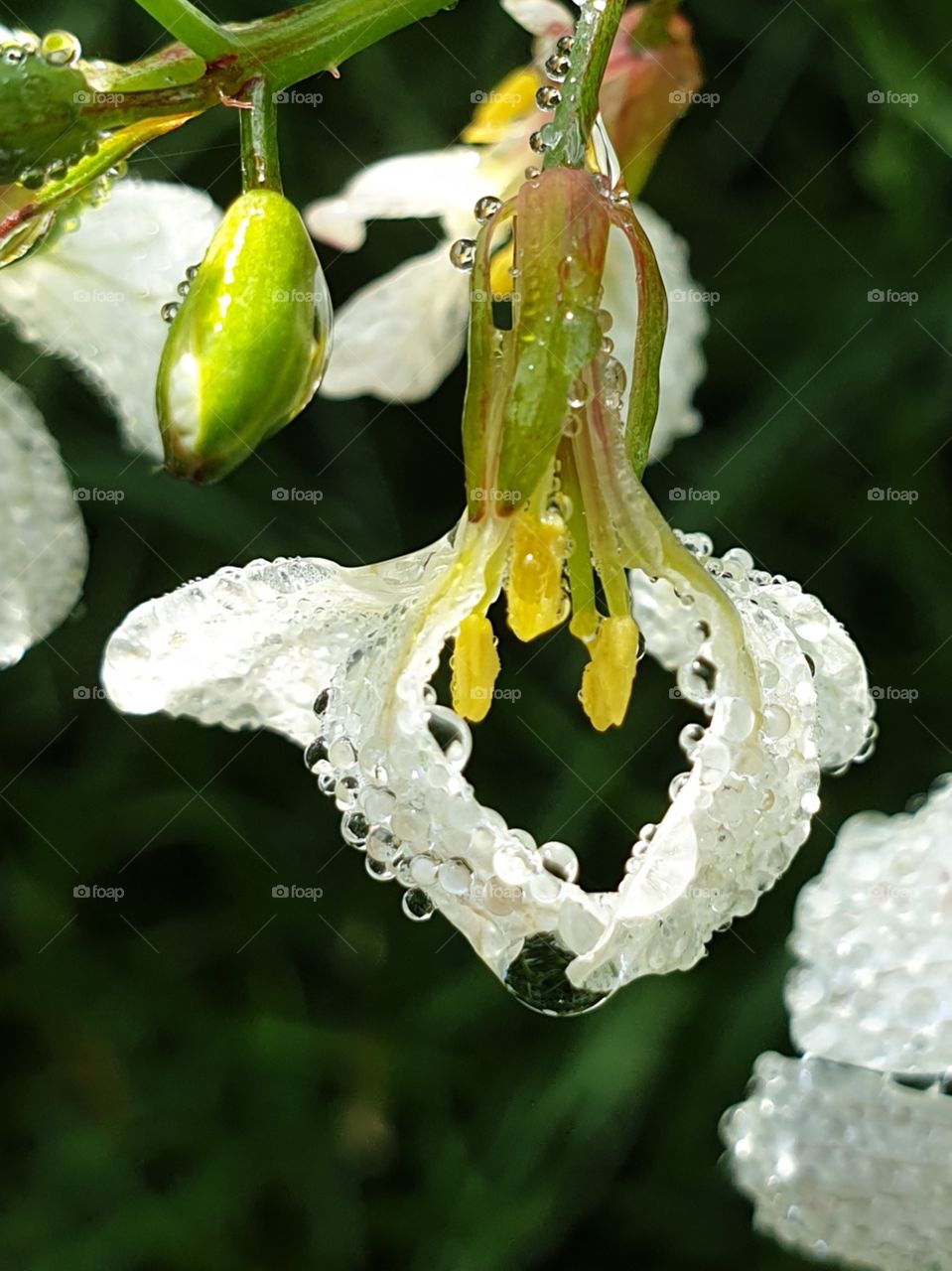 Radishflowers with dew.