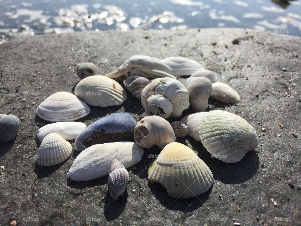 Seashells