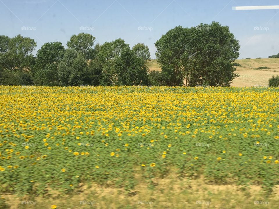 Miles and miles of sunflowers