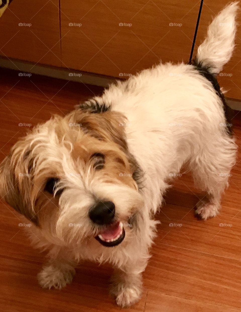 Jack Russell Wirehaired 