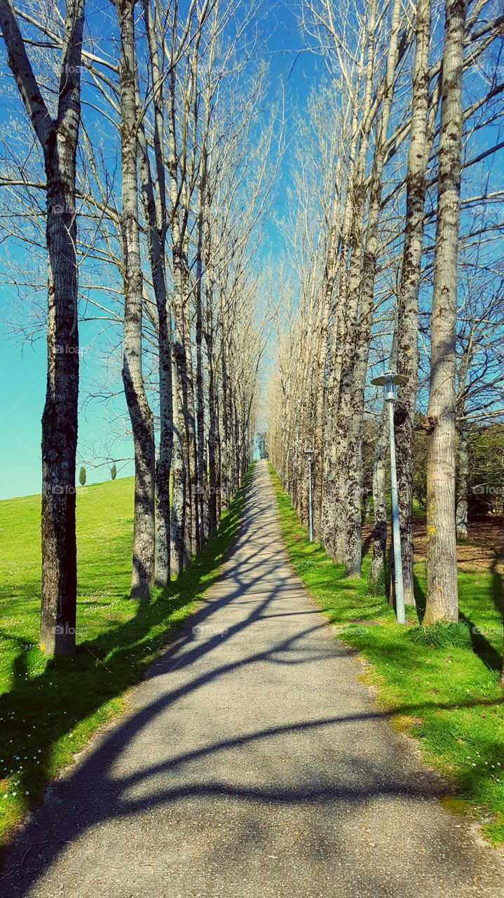 Empty road against tree