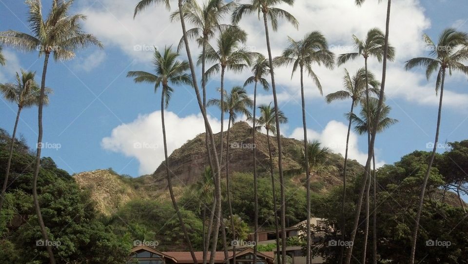 Honolulu neighborhood