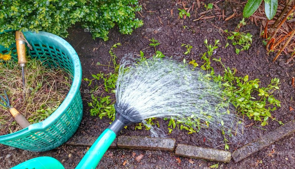 watering  the plants . water the plants 