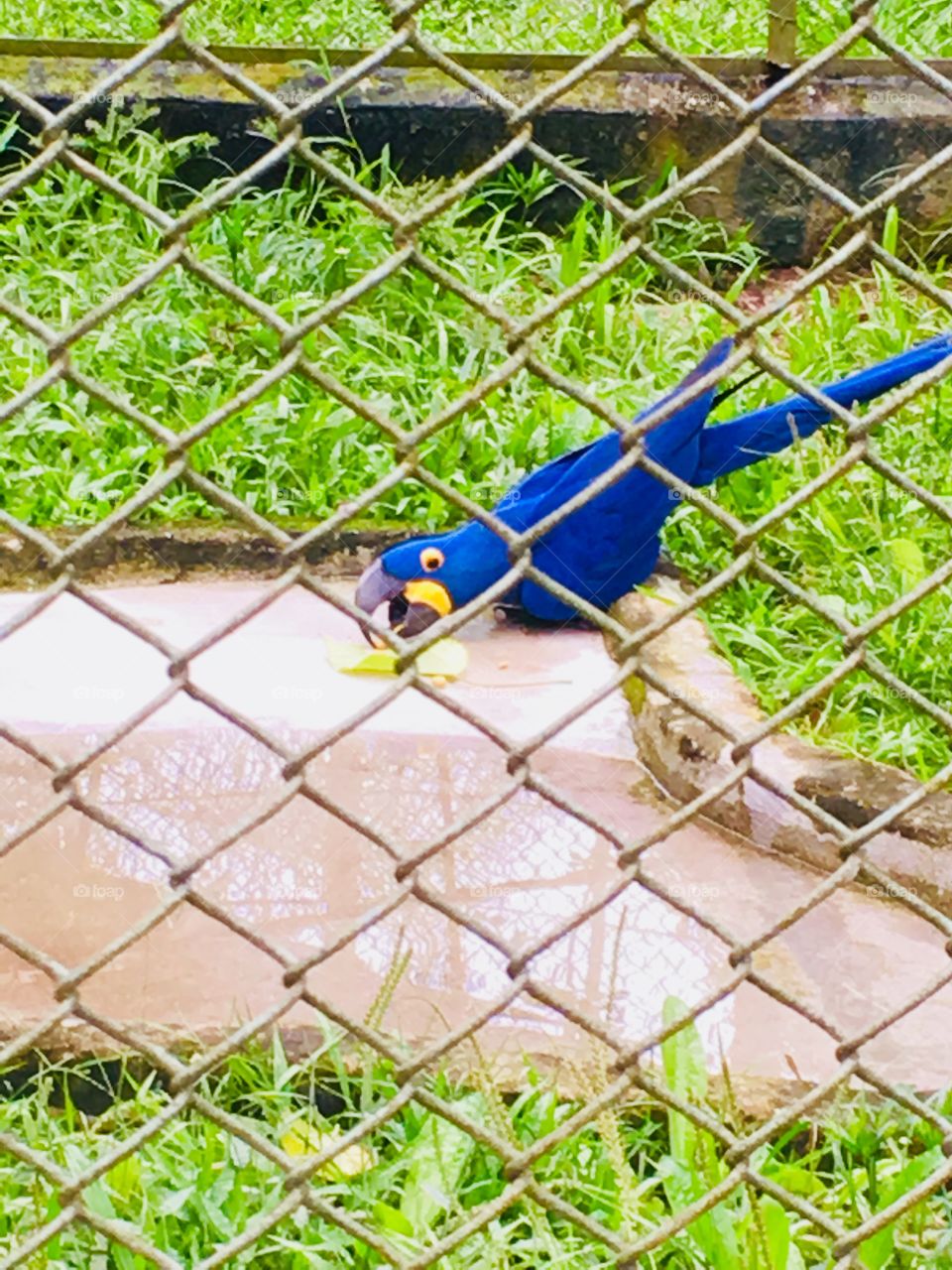 Uma arara azul: típica ave brasileira!