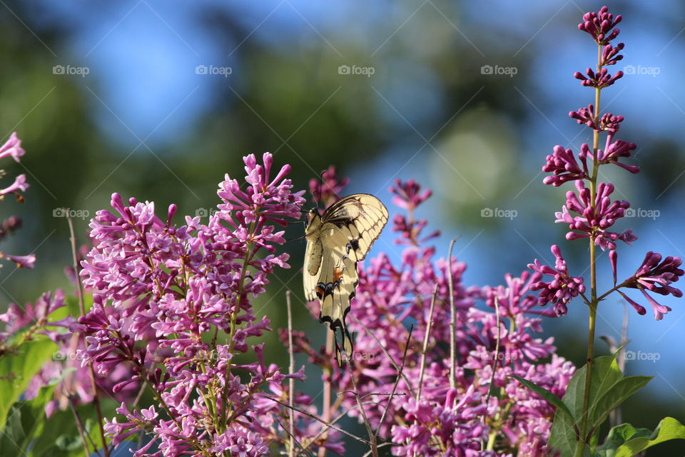 The inside wings of a beautiful yellow butterfly enjoying the purple lilacs on a sunny spring day