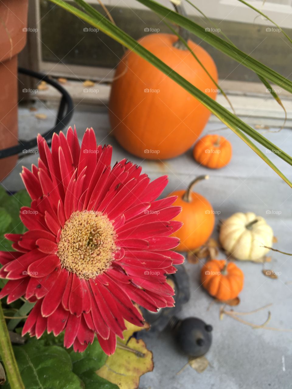 Fall flowers and Halloween pumpkins