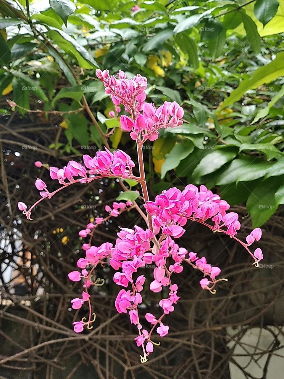 Pink flowers