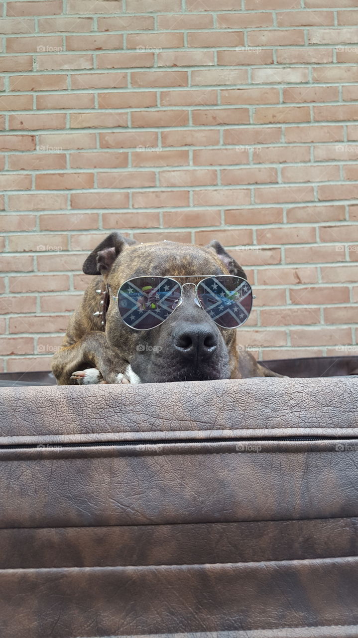 this dog LOVES her sunglasses and being lazy on a sunny day