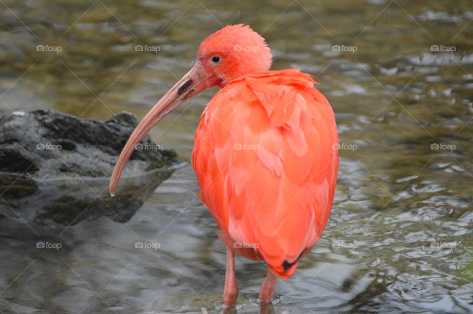 long-beaked pink bird