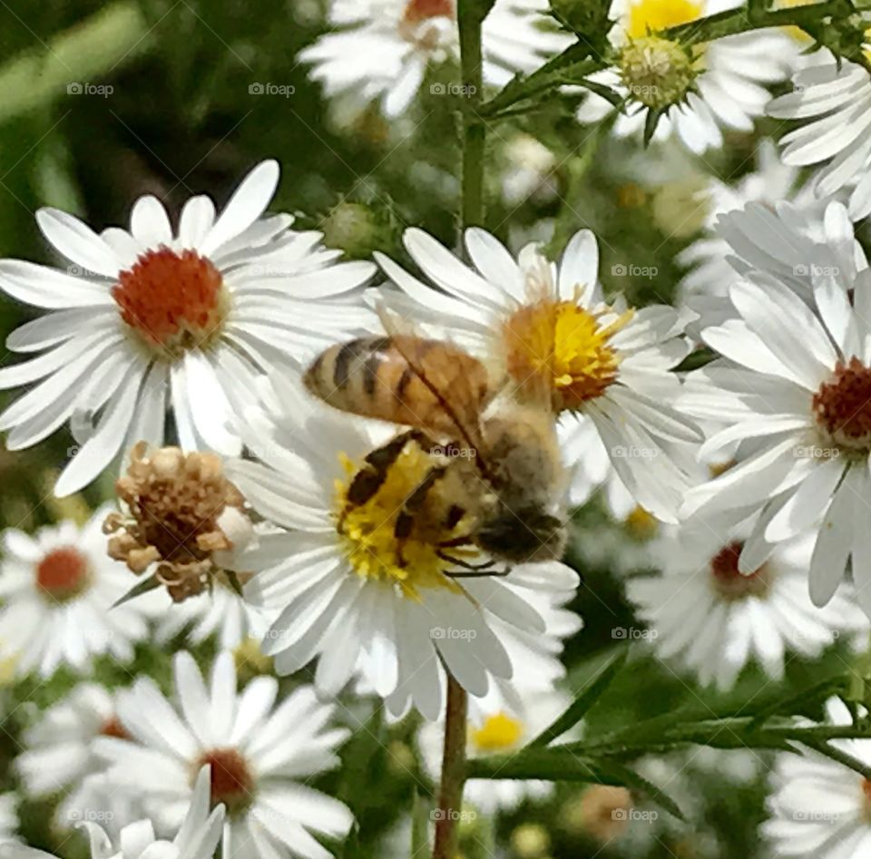 Bee collecting pollen 1