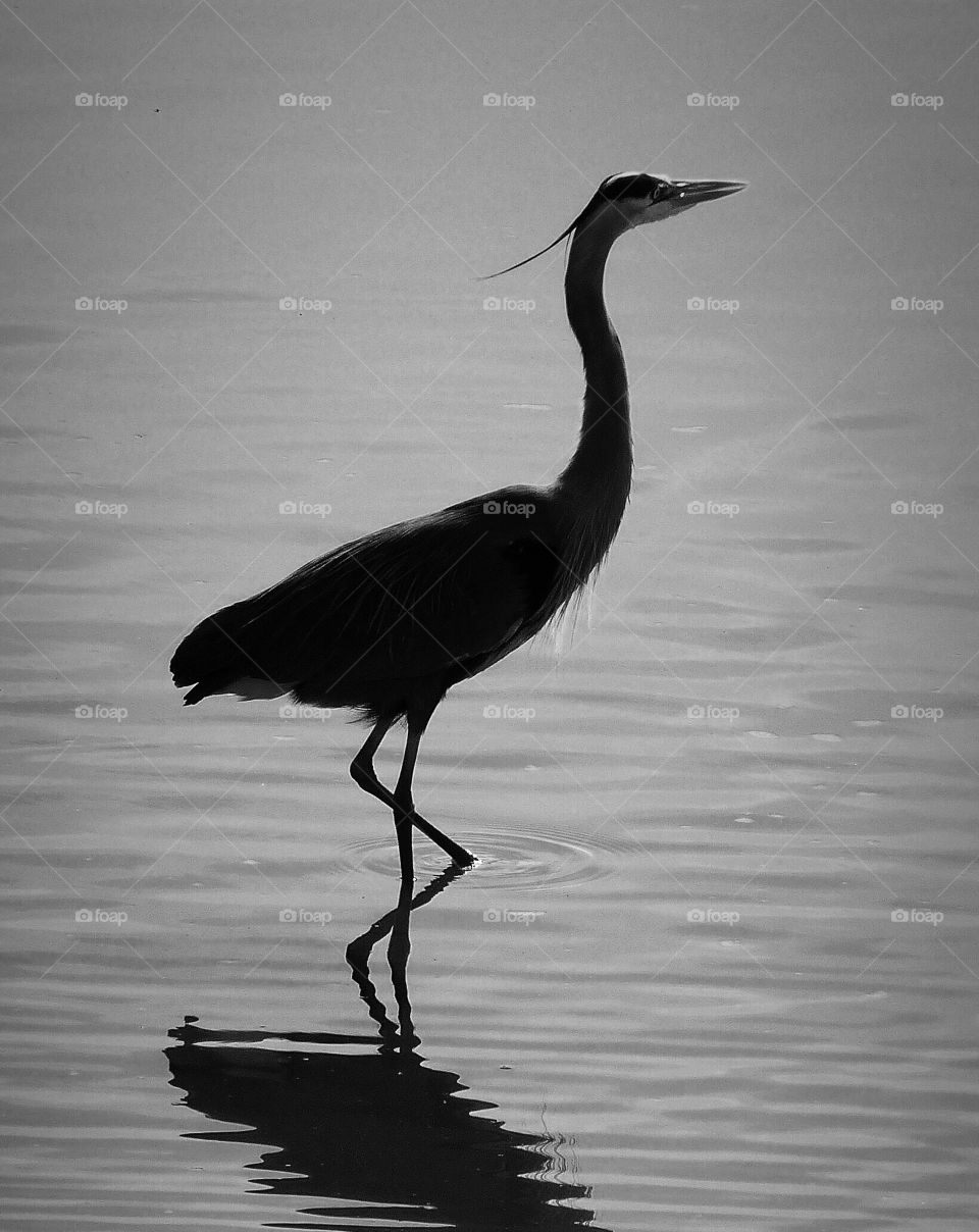 Heron reflected in black and white 