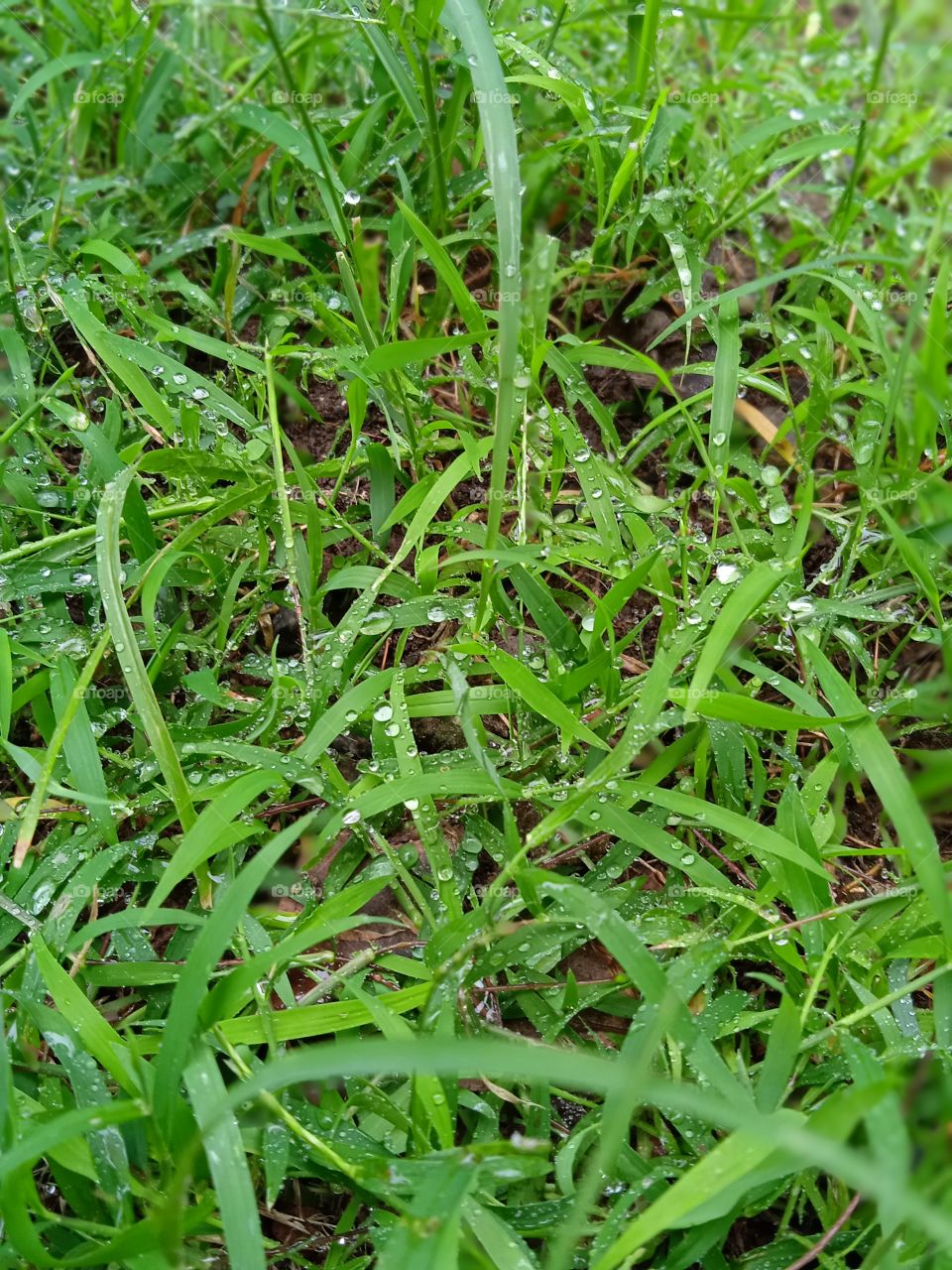 true nature, no filter