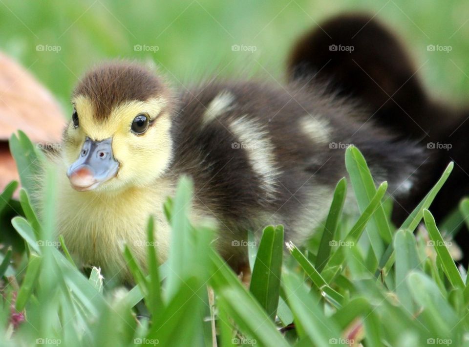 Duckling close up