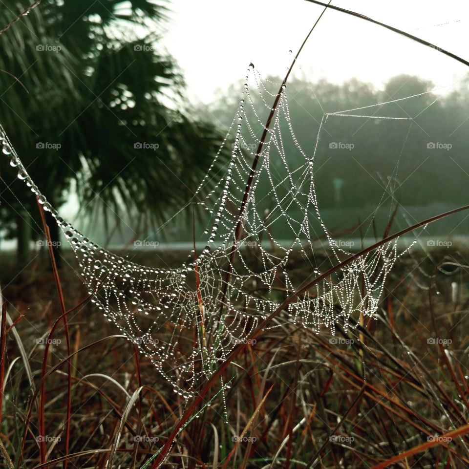 spider web in tall grass, sparkling like a chandelier and few drops. morning fog in background.