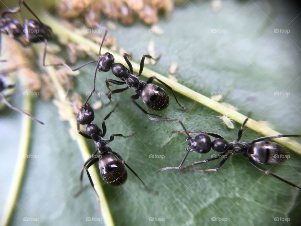 Extreme close-up of ants and aphids