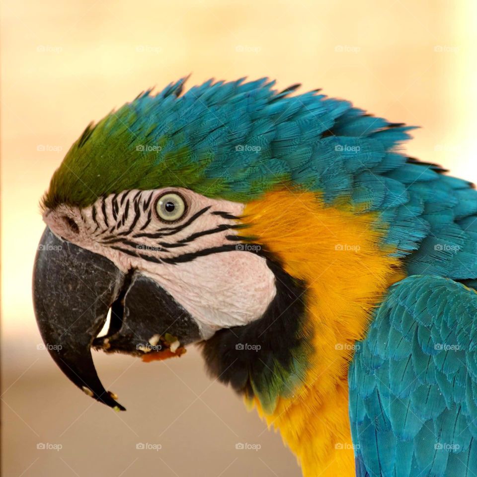Did you know macaws blush? Now you do. 