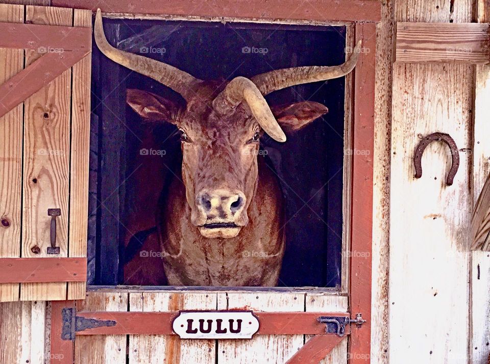 Lulu-the magnificent.