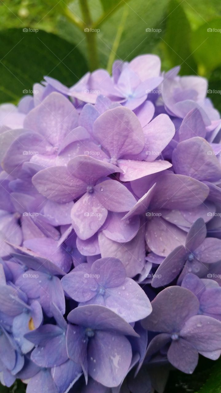 Purple. My hydrangea bush