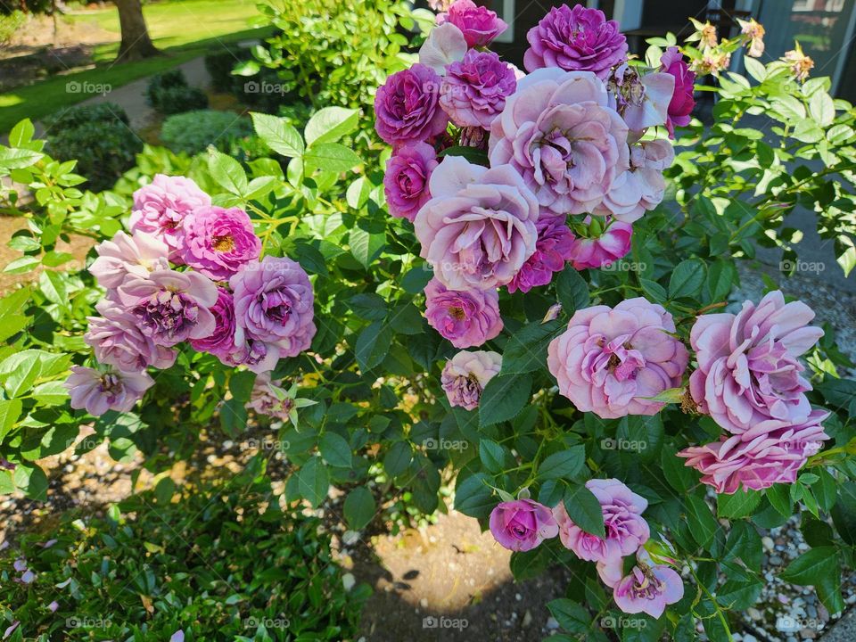 sunlit pink rose blossoms on green leafy bush in Oregon suburbs